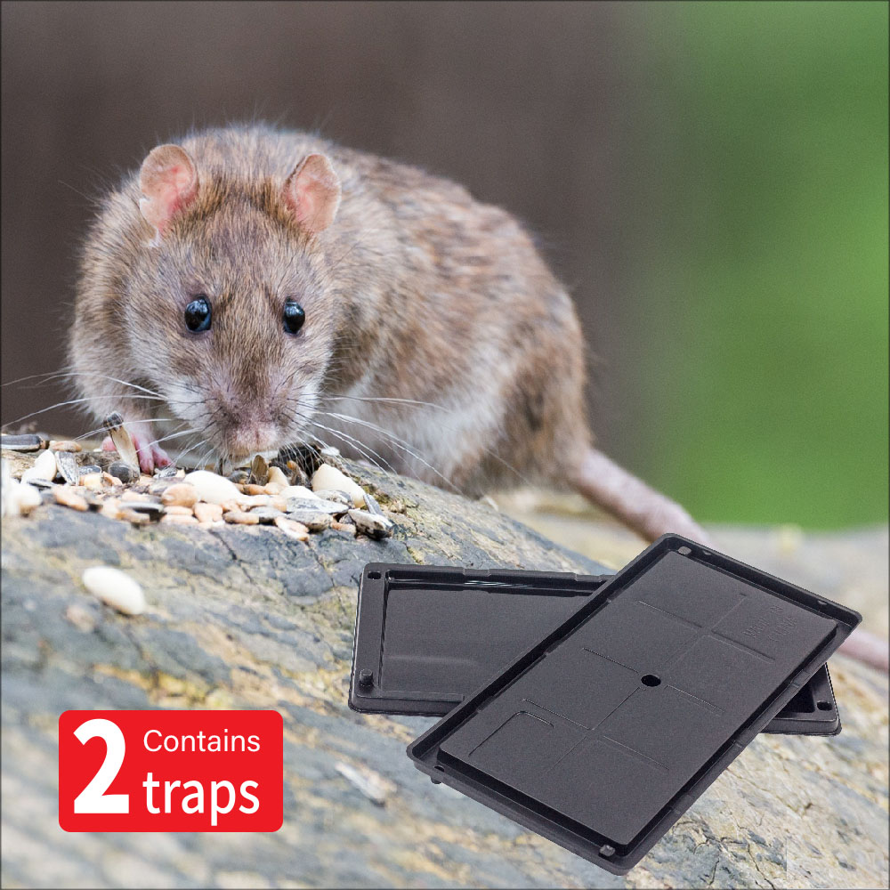 Rodent Glue Trap – Sherwood Pesticide Trading